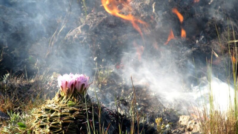 INCENDIOS | Cómo esta la situación en el día de hoy.