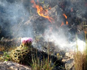 INCENDIOS | Cómo esta la situación en el día de hoy.