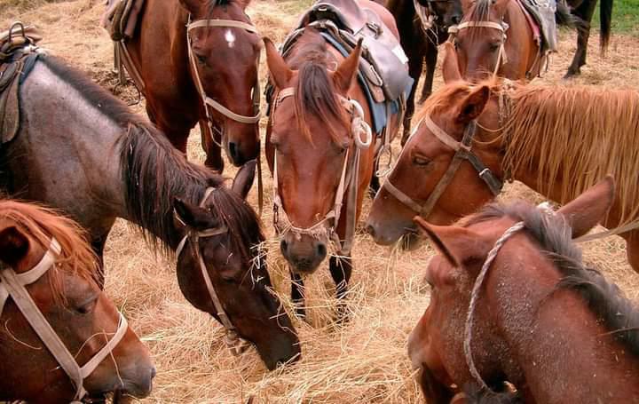 Quieren reubicar el espacio de alquiler de caballos junto al río