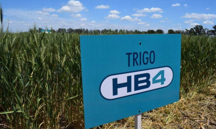 Trigo HB4 y Fumigaciones