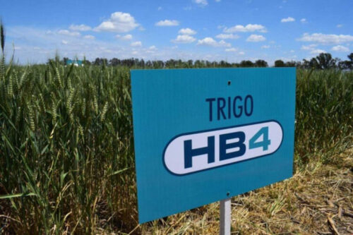 Trigo HB4 y Fumigaciones